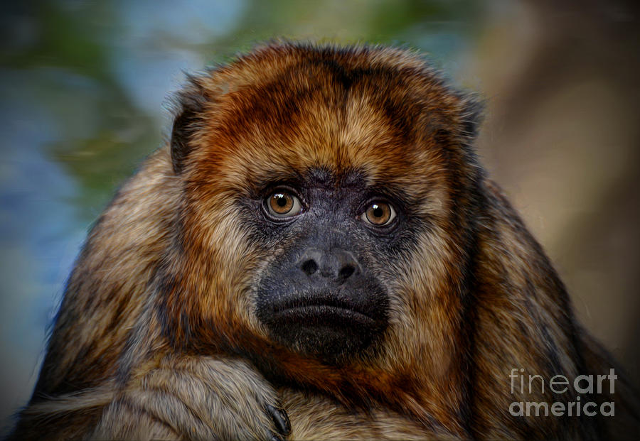 Howler Monkey #2 Photograph by Savannah Gibbs
