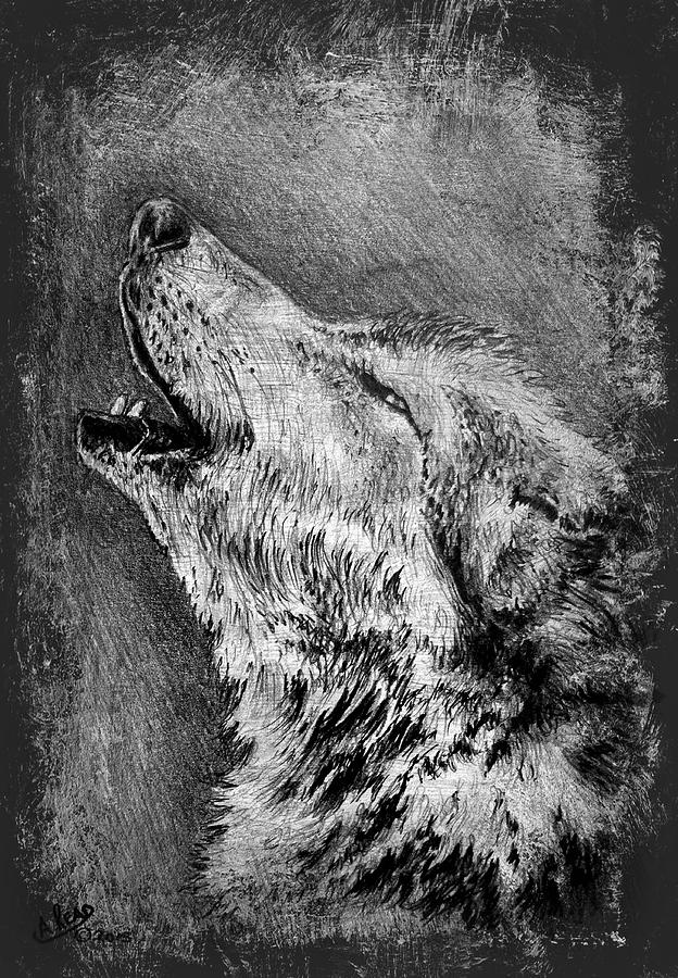 Howling Wolf Drawing - Howling Wolf #1 by Andrew Read