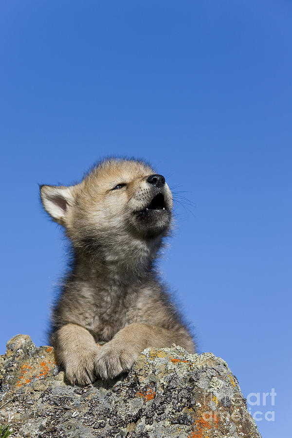 Howling Wolf Cub #1 Photograph by Jean-Louis Klein & Marie-Luce Hubert