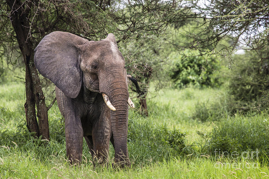 Huge African elephant bull in the Tarangire National Park Photograph by ...