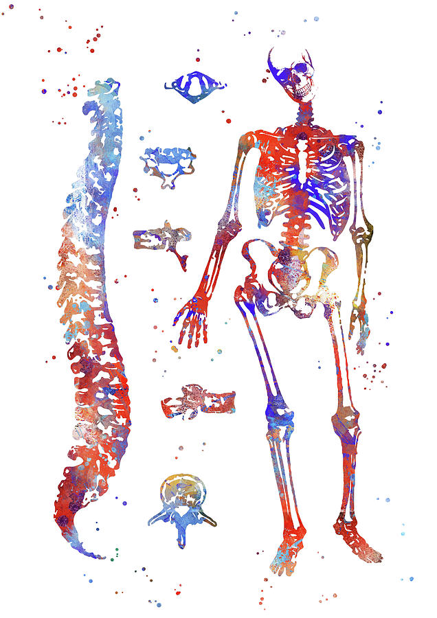 Human Anatomy Bones Painting By Art Galaxy