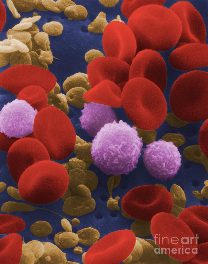 Human Blood Cells #1 Photograph by NIH / Science Source