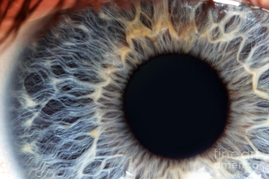 Human Iris Blue #1 Photograph by Macroscopic Solutions