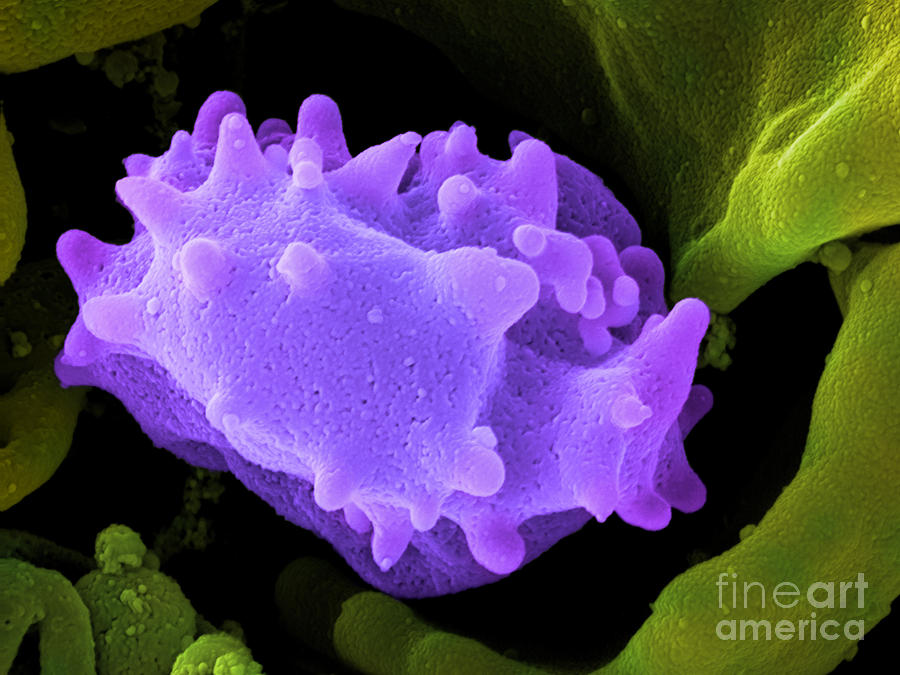 Human Lymphocyte Cell, Sem #1 Photograph by Ted Kinsman