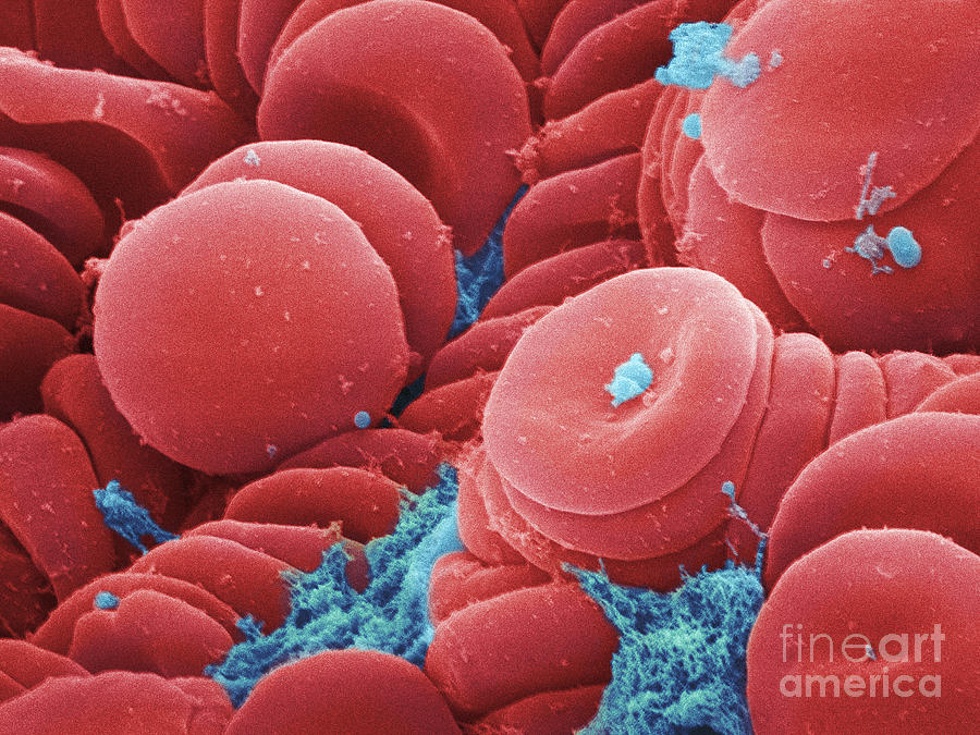 Human Red Blood Cells, Sem #1 Photograph by Ted Kinsman