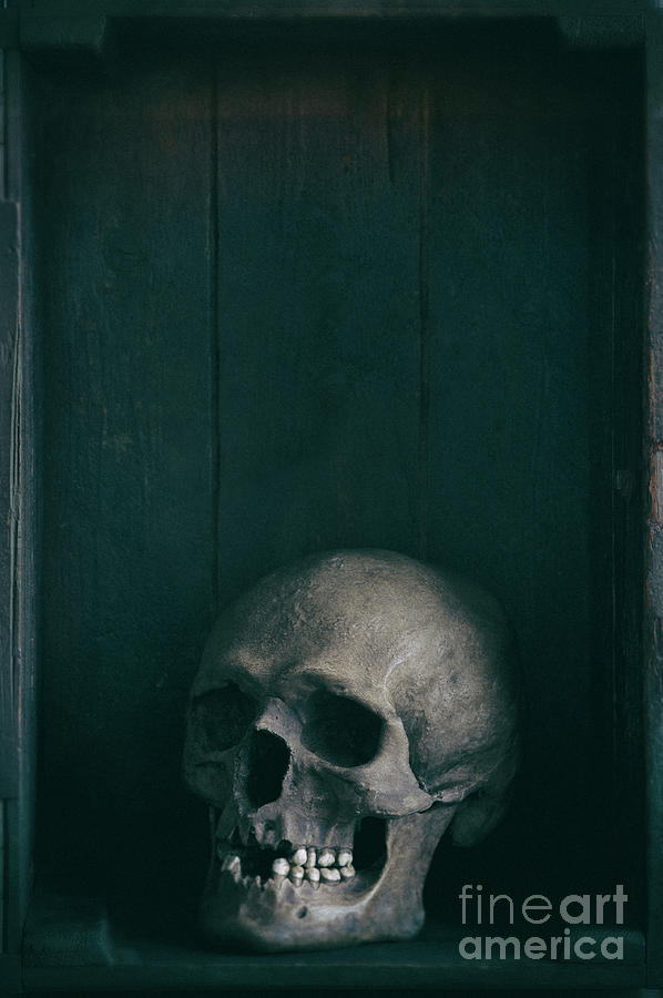 Human Skull #1 Photograph by Lee Avison