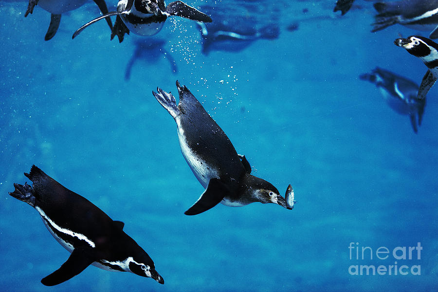 Humboldt Penguin Spheniscus Humboldti #1 Photograph by Gerard Lacz