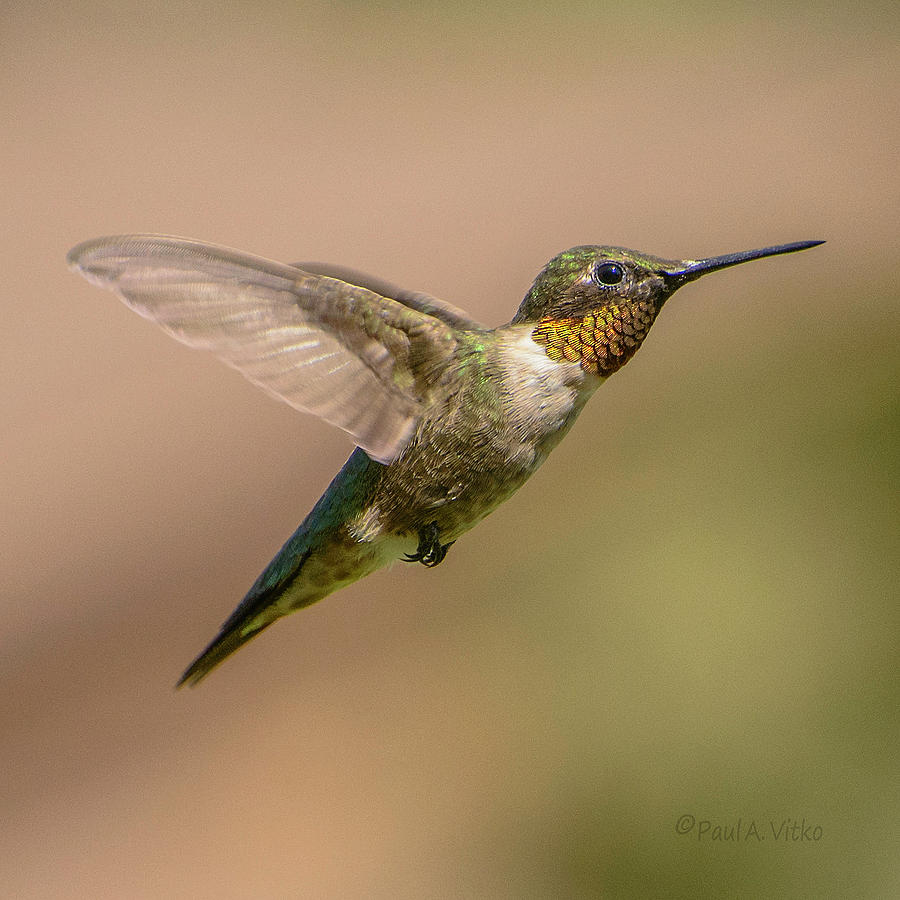 Hummingbird_02 Photograph by Paul Vitko