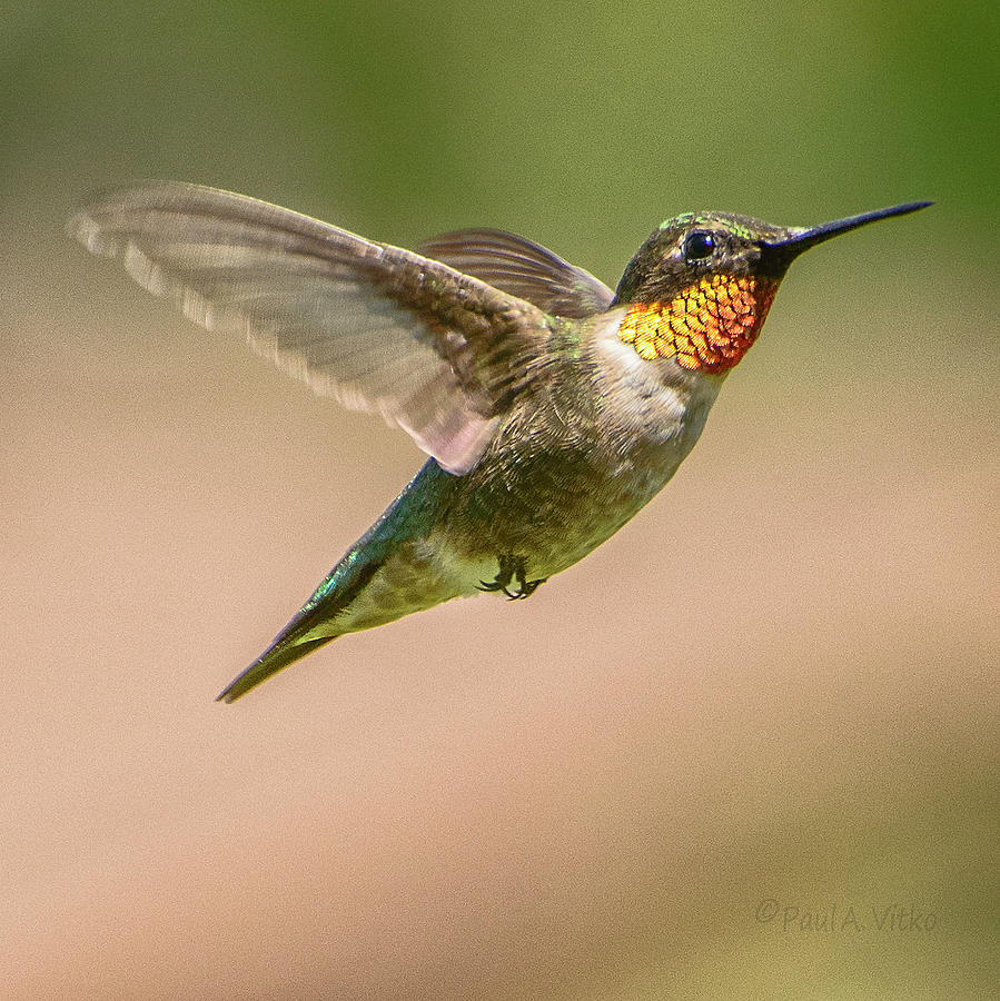 Hummingbird_03 Photograph by Paul Vitko