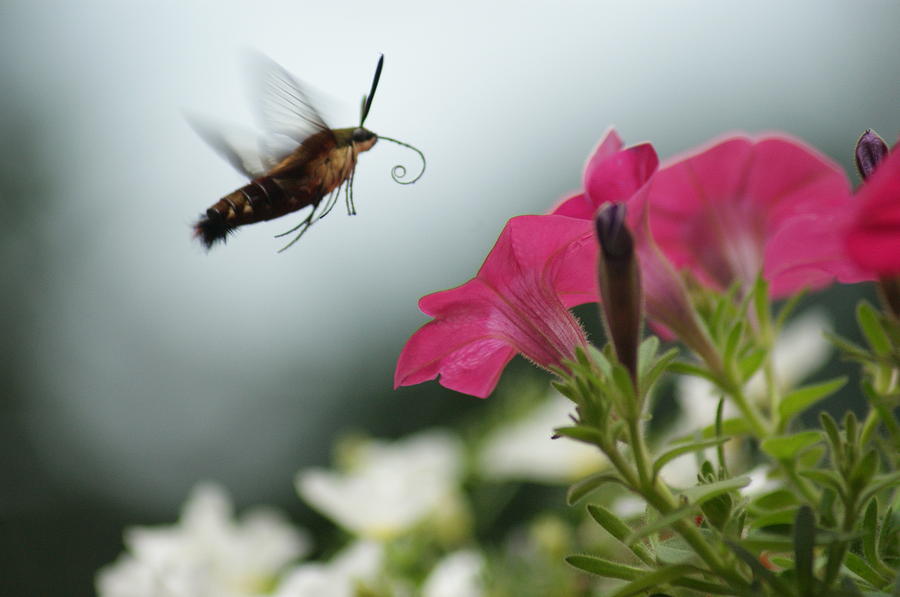Bug Photograph - Hummer Moth by Heidi Poulin Bug Photograph - Hummer Moth by Heidi Poulin