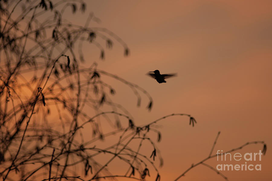 Humming Bird Flying Silhouetted #1 Photograph by Jim Corwin