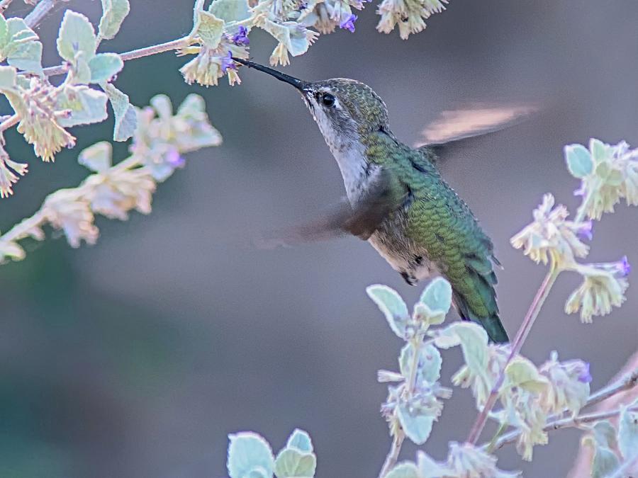 Hummingbird 0091 #2 Photograph by Tam Ryan