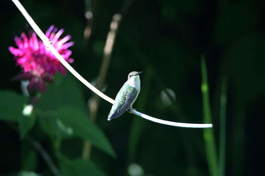 Hummingbird 39 Photograph