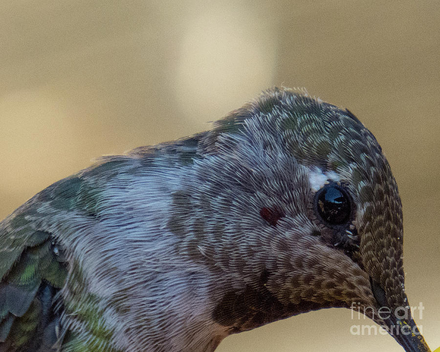 Hummingbird 5 Photograph by Christy Garavetto