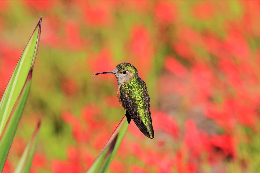 Hummingbird #5 by Paul Marto Hummingbird #5 by Paul Marto
