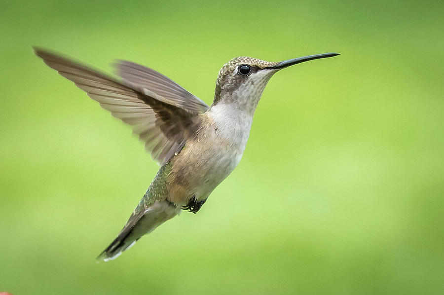 Hummingbird #1 Photograph by Allin Sorenson