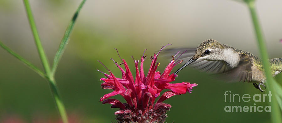 Hummingbird and Bee Balm - Right Handed Photograph by Robert E Alter Reflections of Infinity