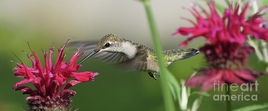 Hummingbird and Bee Balm Photograph by Robert E Alter Reflections of Infinity