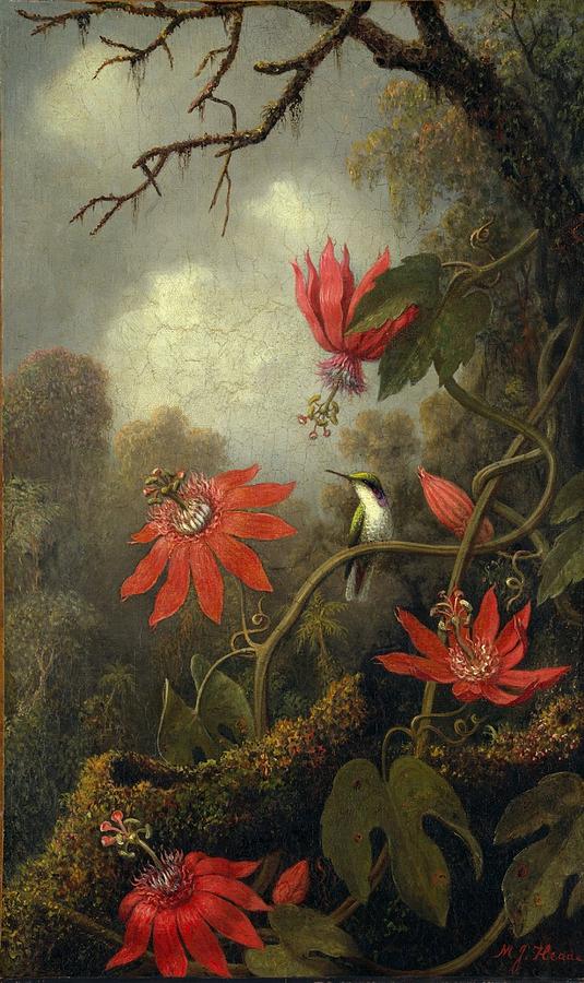 Hummingbird And Passionflowers #1 Painting by Martin Johnson Heade