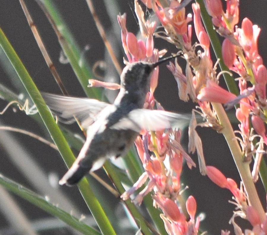 Hummingbird And Red Yucca #1 Photograph by Jay Milo