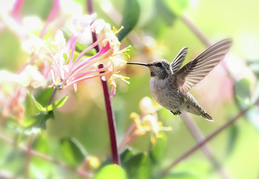 Hummingbird and Spring Flowers  #2 Photograph by Saija Lehtonen