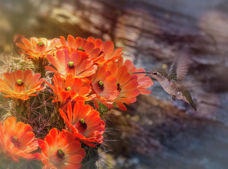 Hummingbird and the Hedgehog  #2 Photograph by Saija Lehtonen