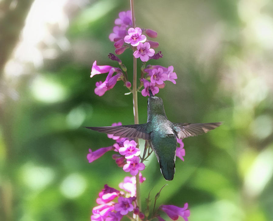 Hummingbird and the Pink Penstemon  #2 Photograph by Saija Lehtonen