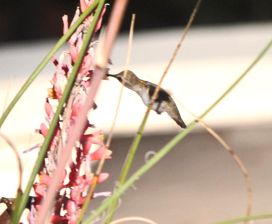 Hummingbird And The Red Yucca #1 Photograph by Jay Milo