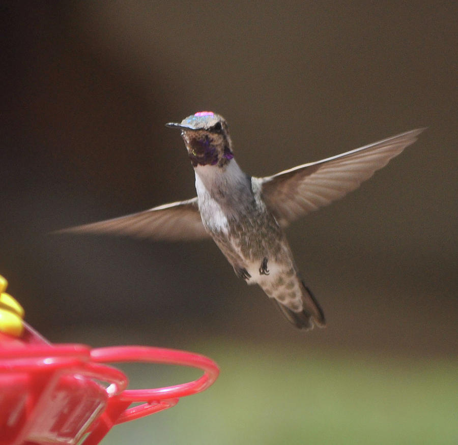 Hummingbird Annas In Flight #1 Photograph by Jay Milo