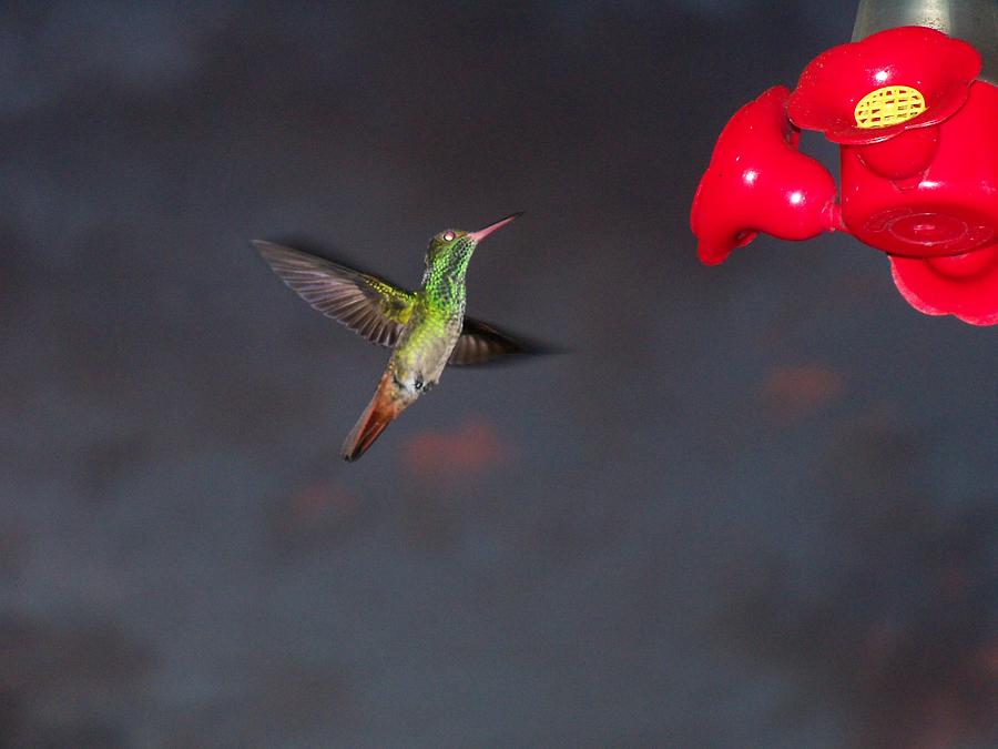 Hummingbird At Sunset Photograph By William Patterson Fine Art America 