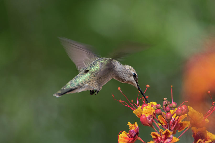 Hummingbird at work #1 Photograph by Dan McManus