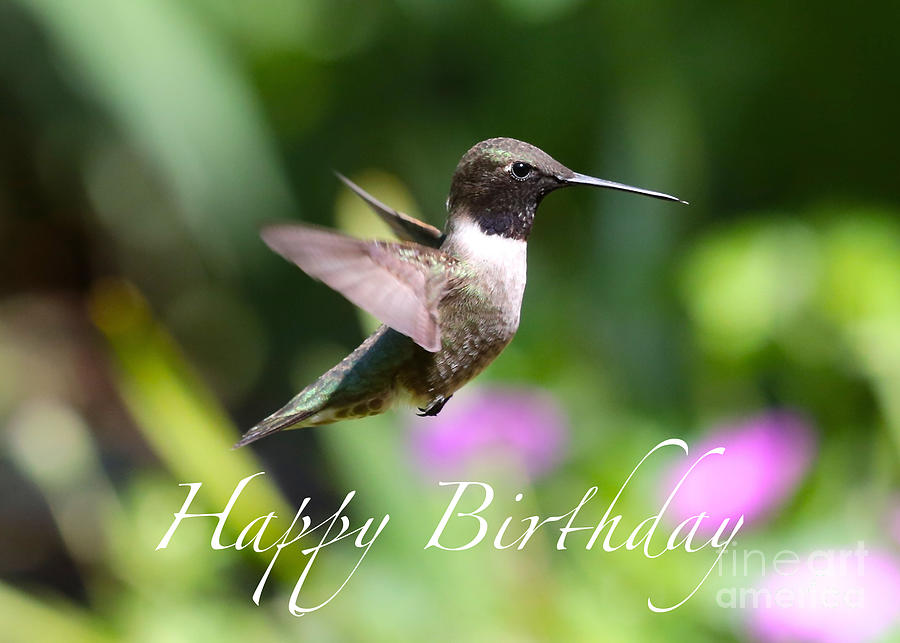 Hummingbird Birthday Card #2 Photograph by Carol Groenen