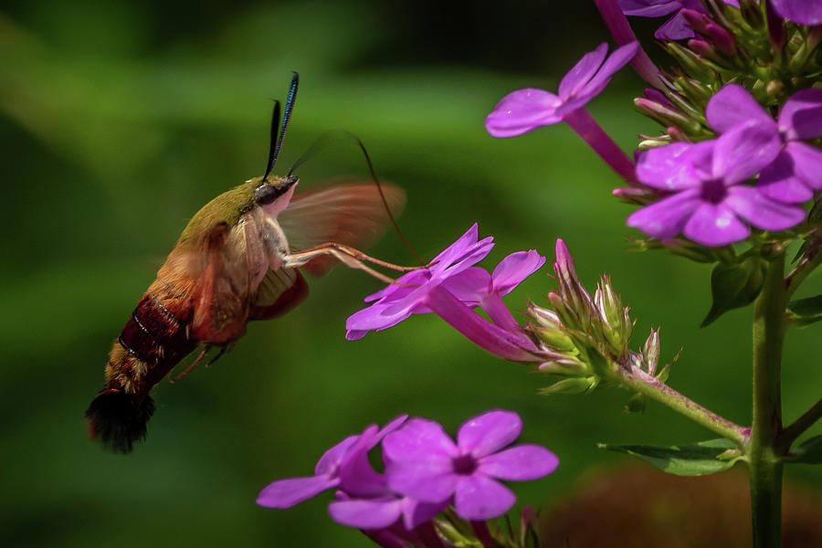 Hummingbird Clearwing Moth  #5 Photograph by Gary E Snyder
