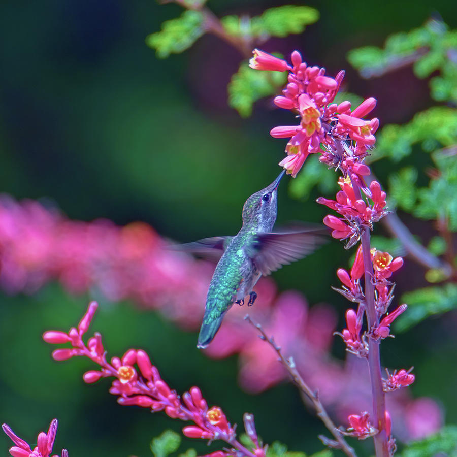 Hummingbird #1 Photograph by Dan McManus