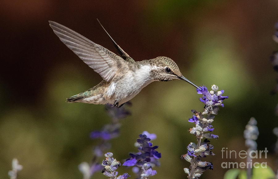 Hummingbird Delight #2 Photograph by Lisa Manifold