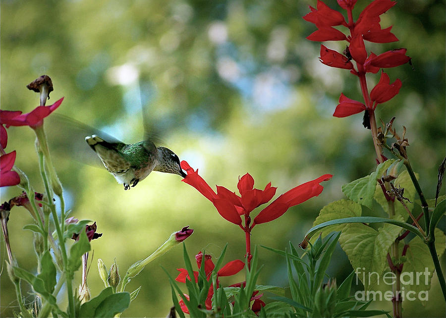 Hummingbird Delight #1 Photograph by Sue Stefanowicz