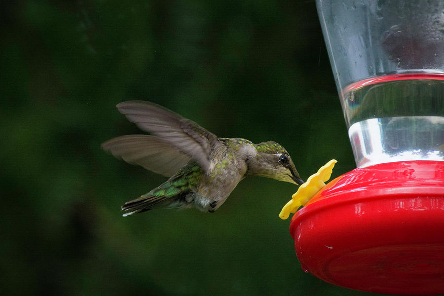 Hummingbird feeding Photograph by Kenneth Cole