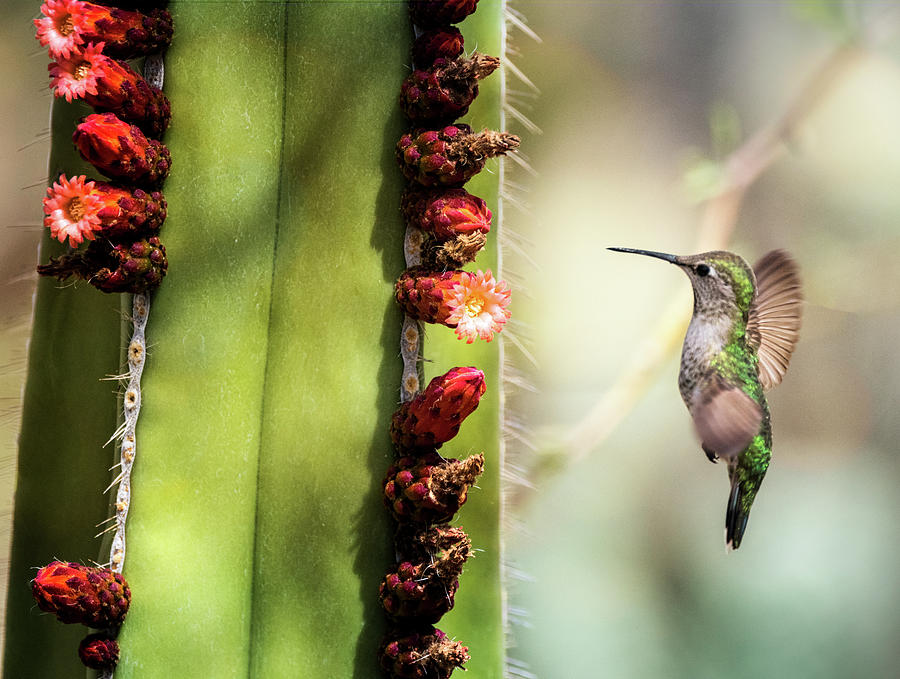 Hummingbird Photograph - Hummingbird Happiness  #2 by Saija Lehtonen