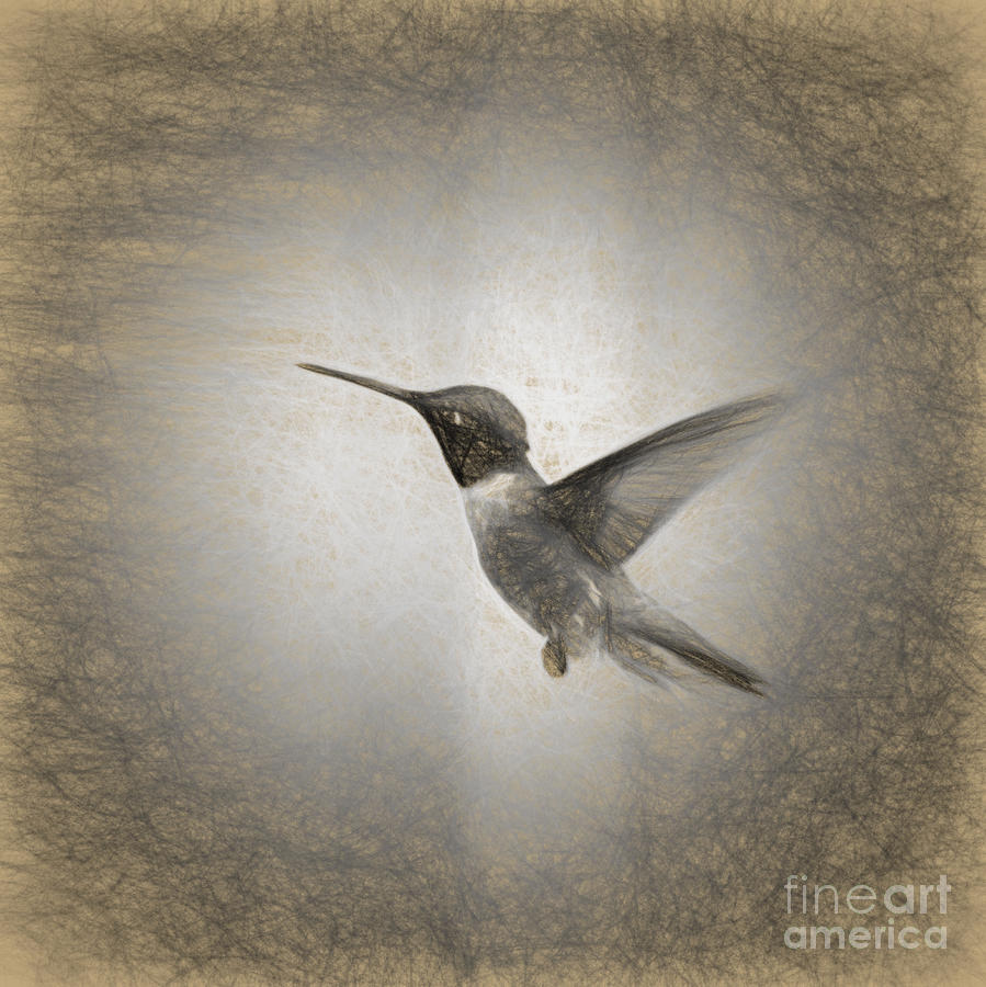 Hummingbird in Charcoal #1 Photograph by Janice Pariza