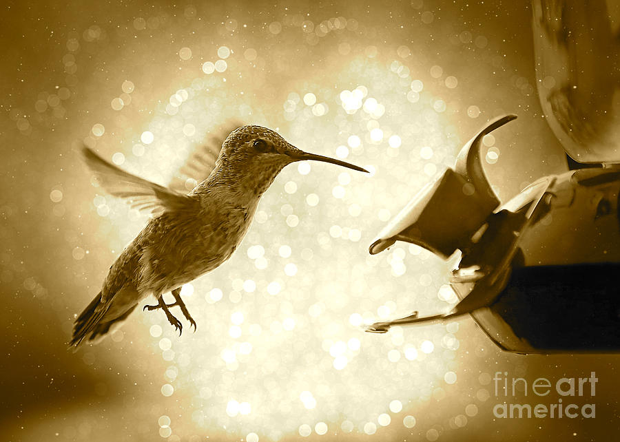 Hummingbird Magic - Sepia #2 Photograph by Carol Groenen