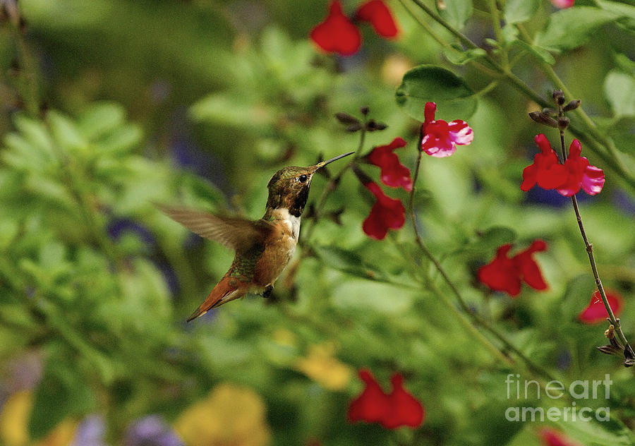 Hummingbird Photograph by Marc Bittan