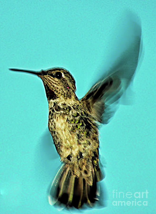 Hummingbird2 Photograph by Mark Jackson