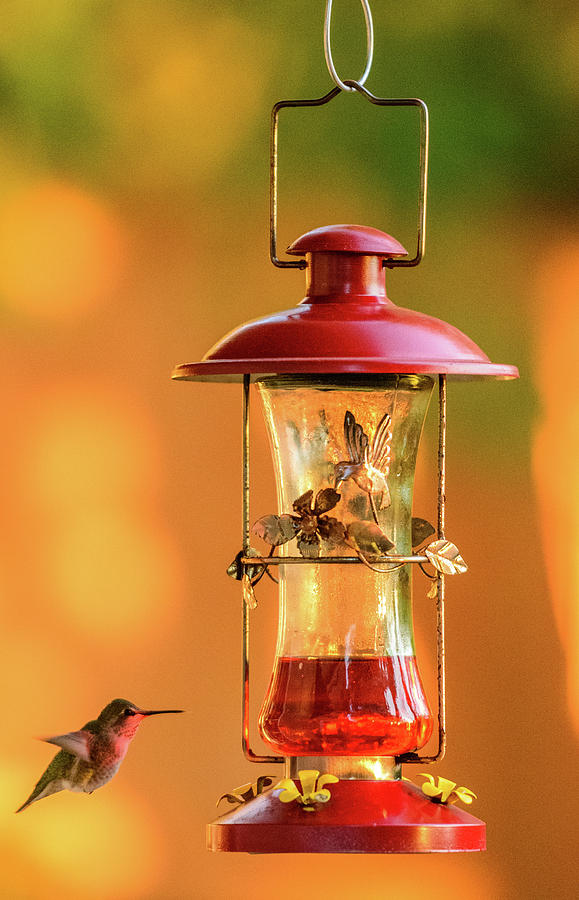 Hummingbird #2 Digital Art by Michael Lee
