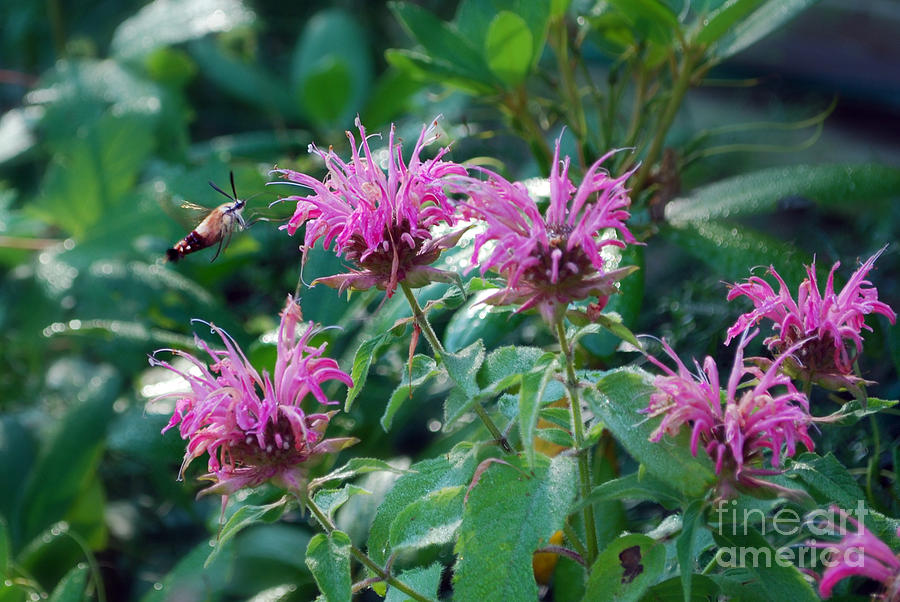 Hummingbird Moth #1 Photograph by Lila Fisher-Wenzel