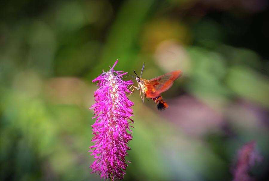 Hummingbird moth #1 Photograph by Lilia S