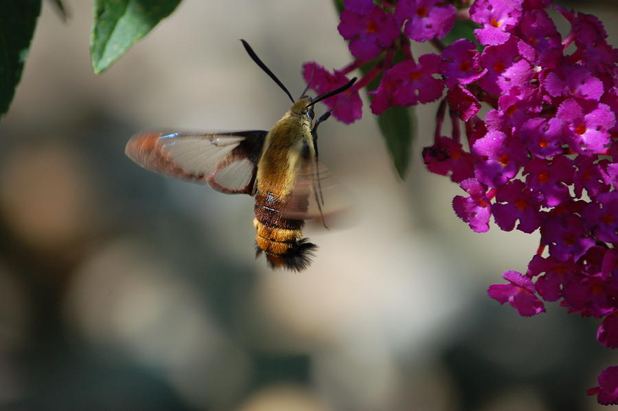 Nature Photograph - Hummingbird Moth #1 by Paul Gavin
