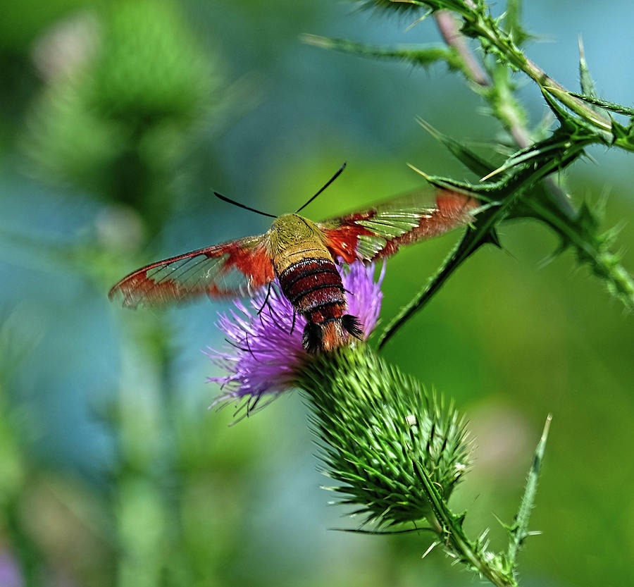 Hummingbird Moth Photograph by Ronda Ryan