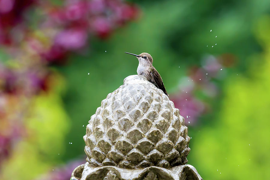Hummingbird on Garden Water Fountain #1 Photograph by David Gn