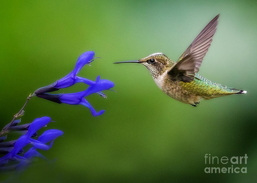 Hummingbird on Salvia #1 Photograph by Rudy Viereckl