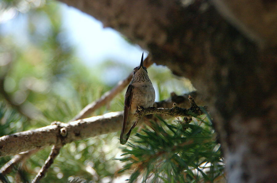 Hummingbird Photograph - Hummingbird perched #1 by Jeff Swan